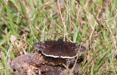 Erynnis funeralis