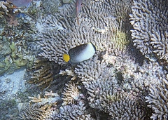 Chaetodontoplus mesoleucus