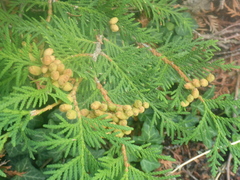 Platycladus orientalis