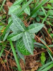 Trachelospermum asiaticum