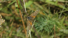 Melitaea didyma