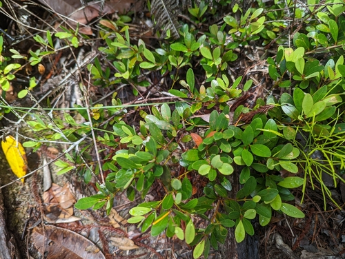 Calophyllum teysmannii observed 2022-08-21