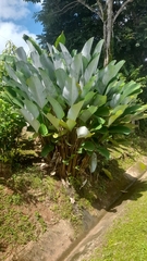 Calathea lutea