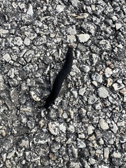 Belocaulus angustipes