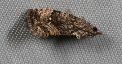 Gymnandrosoma punctidiscanum