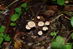 Gymnopus