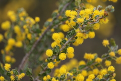 Acacia glandulicarpa
