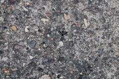 Physocephala tibialis