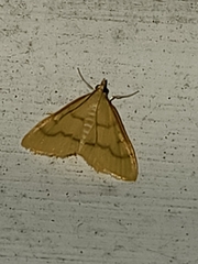 Pyraustini