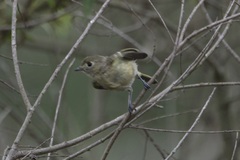 Vireo huttoni