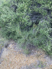 Casuarinaceae