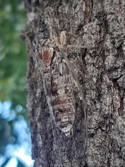 Cicada
