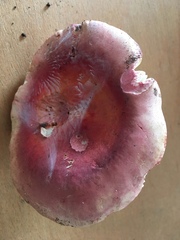 Russula flavisiccans