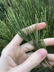 Casuarinaceae