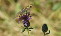 Melitaea