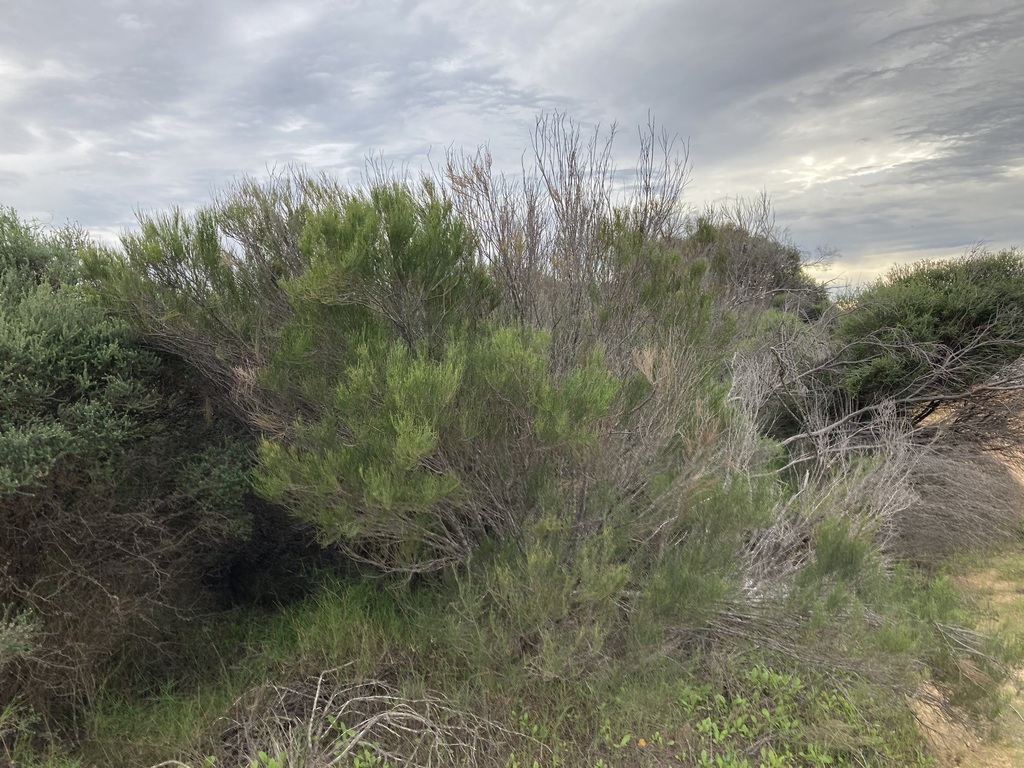 Allocasuarina lehmanniana (Allocasuarina lehmanniana)
