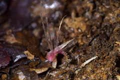 Corybas cryptanthus