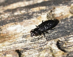 Scopodes tasmanicus