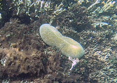 Ctenactis echinata