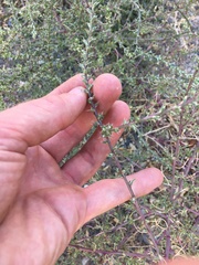 Salsola