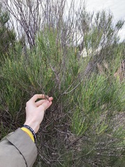 Casuarinaceae