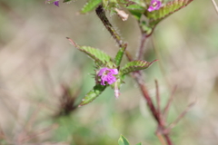 Galeopsis tetrahit