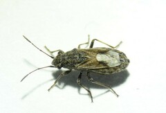 Ortholomus punctipennis