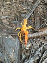 Engaeus tuberculatus
