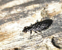 Scopodes tasmanicus