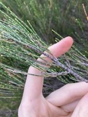 Casuarinaceae