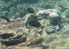 Ctenochaetus striatus