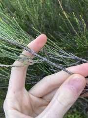 Casuarinaceae