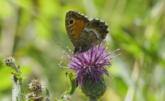 Centaurea scabiosa