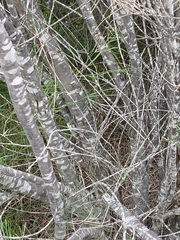 Casuarinaceae