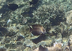 Ctenochaetus striatus