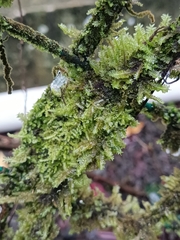 Plagiochila