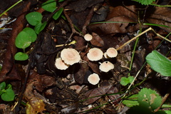 Gymnopus