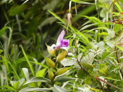 Sobralia
