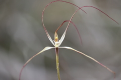 Caladenia capillata