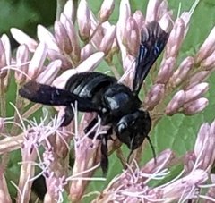 Megachile xylocopoides