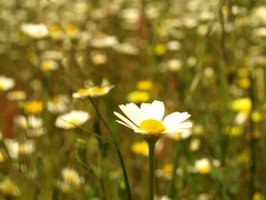Anthemis