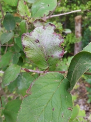 Erysiphe hedwigii