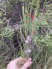 Casuarinaceae