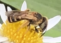 Odontalictus