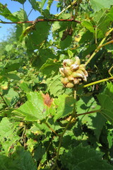 Ampelomyia vitiscoryloides