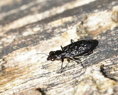 Scopodes tasmanicus