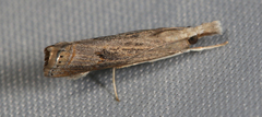 Parapediasia teterrellus