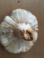 Russula flavisiccans