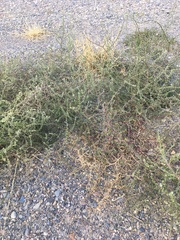 Salsola