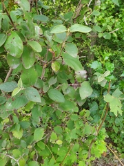 Erysiphe hedwigii